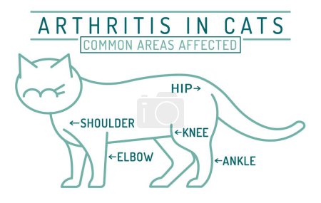 Ilustración de Artritis, osteoartritis en gatos. Enfermedad felina generalizada. Zonas comunes afectadas. Esquema médico. Sanidad animal. Ilustración vectorial editable aislada en estilo de contorno sobre fondo blanco - Imagen libre de derechos
