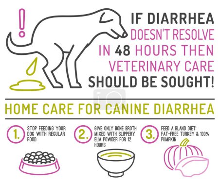 Illustration for Home care for diarrhea in dogs. Useful infographic with line icons. Common canine disease. Veterinarian concept. Editable isolated vector illustration in outline style on a white background - Royalty Free Image