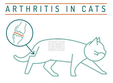 Ilustración de Artritis, osteoartritis en gatos. Enfermedad común. Icono veterinario. Concepto médico. Sanidad animal. Ilustración vectorial editable aislada en estilo de contorno sobre fondo blanco - Imagen libre de derechos