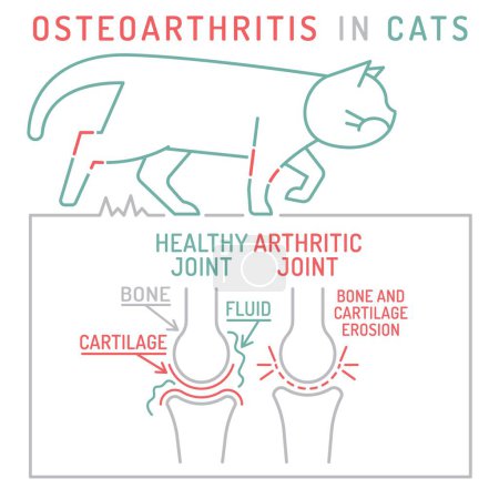 Ilustración de Artritis, osteoartritis en gatos. Enfermedad felina generalizada. Zonas comunes afectadas. Esquema médico. Sanidad animal. Ilustración vectorial editable aislada en estilo de contorno sobre fondo blanco - Imagen libre de derechos