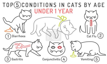 Illustration for Top 5 conditions in cats by age. Under one year cat. Common diseases in kittens. Veterinarian infographics. Vector illustration isolated on a white background. Landscape poster, informative banner - Royalty Free Image