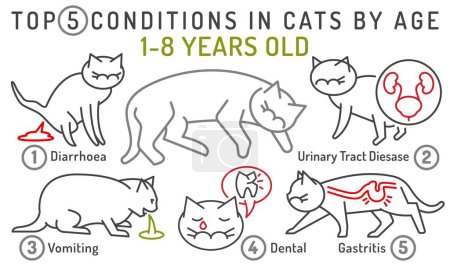 Illustration for Top 5 conditions in cats by age. 1-8 years old cat. Common diseases in adult animals. Veterinarian infographics. Vector illustration isolated on white background. Landscape poster, informative banner - Royalty Free Image