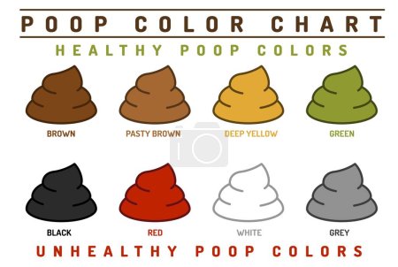 Illustration for Poop color chart. Human stool. Healthy and unhealthy colors. Medical infographic. Horizontal poster, banner, print. Editable isolated vector illustration in outline style on a white background - Royalty Free Image