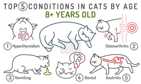 Illustration for Top 5 conditions in cats by age. 8 years old cat. Common diseases in adult animals. Veterinarian infographics. Vector illustration isolated on white background. Landscape poster, informative banner - Royalty Free Image