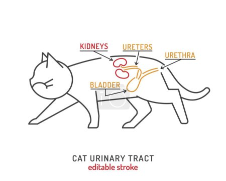 Urinary tract in cats. Veterinarian scheme. Location of kidneys in a cat. Useful medical infographics in outline style. Landscape poster. Editable vector illustration isolated on a white background