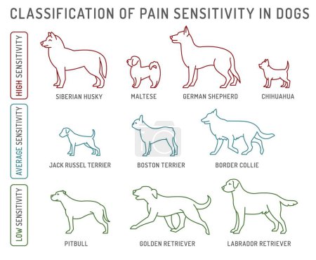 Illustration for Classification of pain sensitivity in dogs. Veterinary infographics. Important information for veterinarians and pet owners. Editable vector illustration isolated on white background. Landscape poster - Royalty Free Image