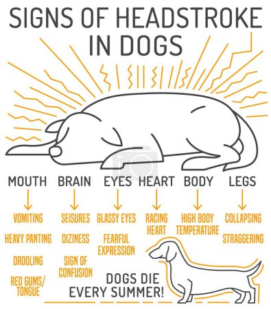 Dog heat stroke symptoms. Medical infographic. Landscape veterinarian poster. Useful information. Your pet wellbeing concept. Editable vector illustration isolated on a white background