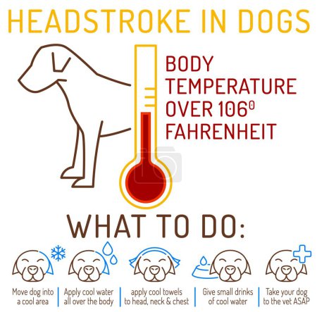 Dog heat stroke. What to do. Medical infographic. Veterinarian poster. Useful information. Your pet wellbeing concept. Editable vector illustration isolated on a white background