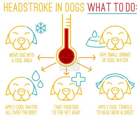Dog heat stroke. What to do. Medical infographic. Veterinarian poster. Useful information. Your pet wellbeing concept. Editable vector illustration isolated on a white background