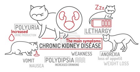 FLUTD in cats. The main symptoms. Useful infographic. Common feline lower urinary tract disease. Veterinarian concept. Editable isolated vector illustration in outline style on a white background