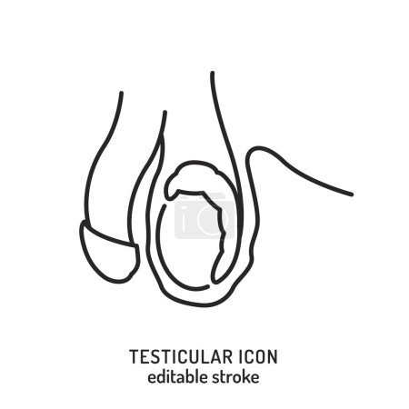 Illustration for Testicles outline icon. Medical linear pictogram. Testis linear sign in a black color. Editable stroke. Medicine, healthcare concept. Vector illustration isolated on white background - Royalty Free Image