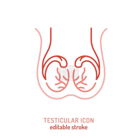 Illustration for Testicles outline icon. Medical linear pictogram. Testis linear sign. Editable stroke. Medicine, healthcare concept. Vector illustration isolated on white background - Royalty Free Image