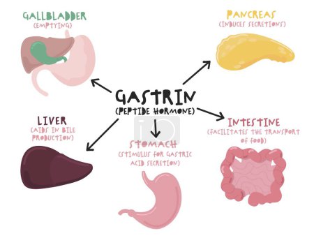 Gastrin is a peptide hormone that stimulates secretion of gastric acid HCl by the parietal cells of the stomach and aids in gastric motility. Editable vector illustration. Medical poster, print