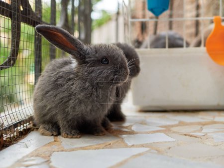 Kleine graue Kaninchen sitzen neben dem Käfig. Haltungskonzept für Tiere