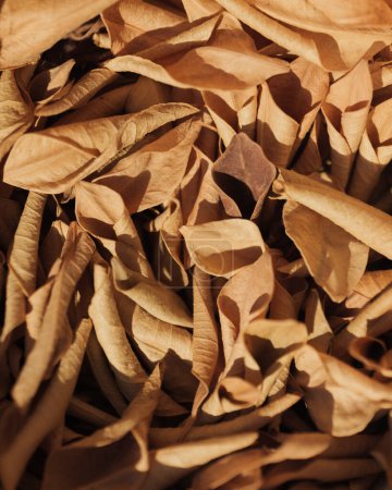 The image captures a close-up view of dry, brown leaves that have gathered together, highlighted by warm sunlight.