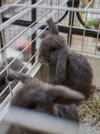 Petits lapins gris assis dans la cage. Garder les animaux à la maison