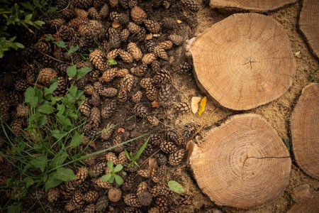 Photo for Composition of Pine cones and wood on the ground - Royalty Free Image