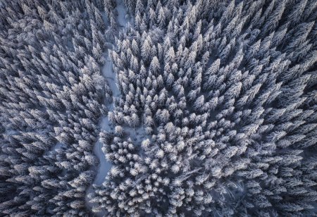 Téléchargez les photos : Vue aérienne d'une forêt hivernale de pins enneigés. Texture de forêt hivernale. Vue aérienne. Vue aérienne par drone d'un paysage hivernal. Forêt enneigée. Photographie aérienne. Carinthie, Autriche, Weissensee - en image libre de droit