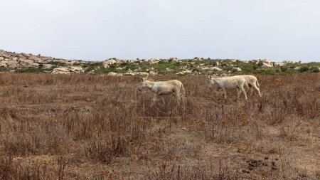 Photo for Three wild albino donkeys at Asinara in Sardinia graze peacefully during a sunny day. - Royalty Free Image