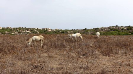 Tres asnos albinos salvajes en Asinara en Cerdeña pastan pacíficamente durante un día soleado.