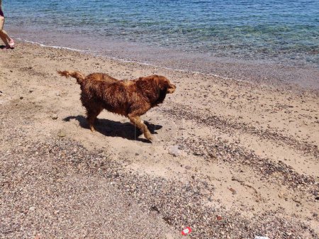 Photo for Cute Lovely Starry dog playing and swimming on the seashore in Ras Shitan, Dahab, Sinai, Egypt - Royalty Free Image