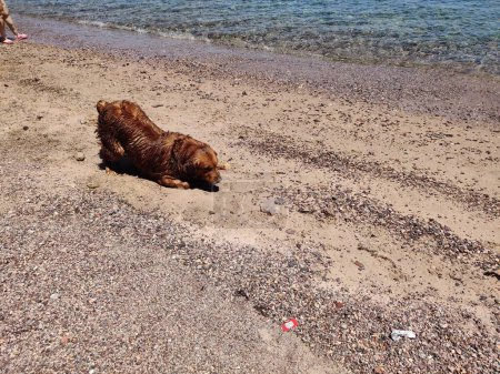 Photo for Cute Lovely Starry dog playing and swimming on the seashore in Ras Shitan, Dahab, Sinai, Egypt - Royalty Free Image