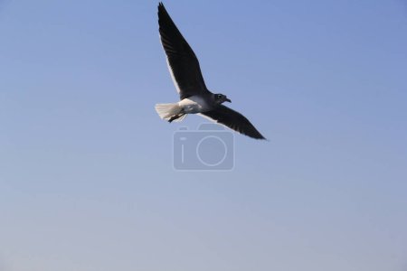 Foto de Gaviota desollando en el cielo sobre el mar buscando y cazando comida - Imagen libre de derechos