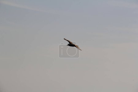 Foto de Gaviota desollando en el cielo sobre el mar buscando y cazando comida - Imagen libre de derechos