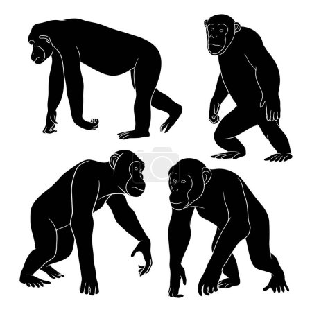 Illustration for Hand drawn silhouette of chimps - Royalty Free Image