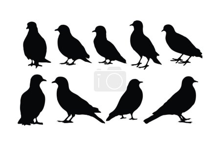 Téléchargez les illustrations : Collection vectorielle silhouette pigeon sur fond blanc. Magnifique Pigeon assis paisiblement silhouette set design. Bird debout et assis. Fowl faisceau vectoriel silhouette noir et blanc. - en licence libre de droit