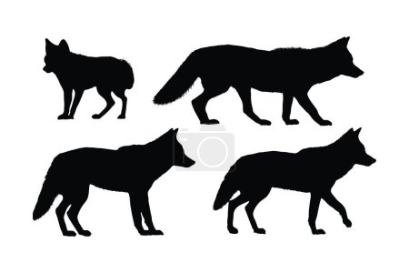 Illustration for Coyote walking silhouette bundle design. Wild coyotes vector design on a white background. Coyote standing in different positions silhouette collection. Coyote wolf walking silhouette set vector. - Royalty Free Image