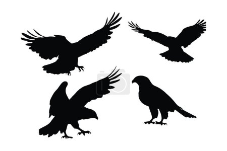 Illustration for Wild Hawk vector design on a white background. Hawks flying silhouette bundle design. Wild Falcon flying silhouette set vector. Big predator bird flying in different positions silhouette collection. - Royalty Free Image