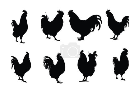 Illustration for Roosters standing in different positions, silhouette set vector. Big rooster silhouette collection on a white background. Cute domestic animals like roasters or fowl, full body silhouette bundles. - Royalty Free Image