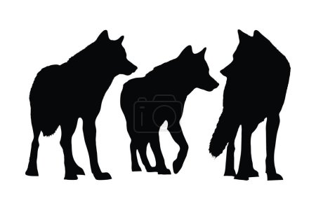 Wölfe gehen in verschiedenen Positionen, Silhouette gesetzt Vektor. Adult Wolf Silhouette Kollektion auf weißem Hintergrund. Wilde fleischfressende Tiere wie Wölfe und Kojoten, Ganzkörper-Silhouettenbündel.