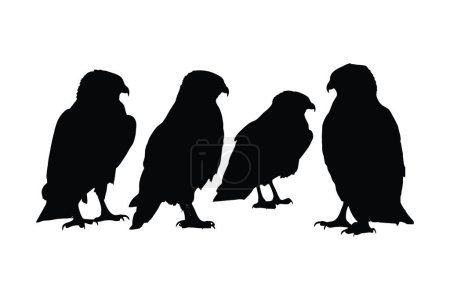 Illustration for Wild hawks sitting silhouette set on a white background. Carnivore wild hawk silhouette bundle design. Predator falcon sitting in different positions. Hawk full body silhouette collection. - Royalty Free Image