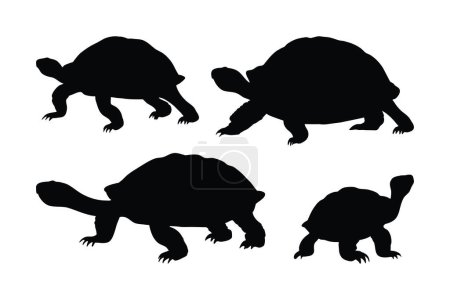 Illustration for Beautiful tortoise walking and standing in different positions. Wild tortoises walking, silhouettes on a white background. Turtle full body silhouette collection. Wild tortoise silhouette bundle. - Royalty Free Image