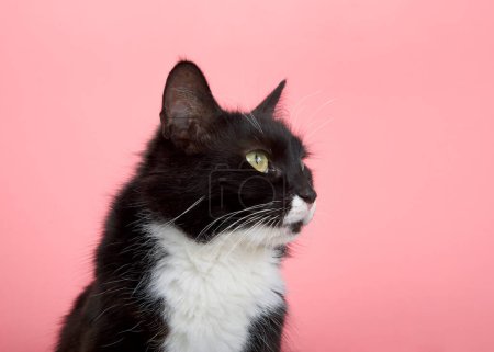 Photo for Profile Portrait of a black and white tuxedo cat looking to viewers right. Pink Background. the domestic cat was the second-most popular pet in the U.S. - Royalty Free Image