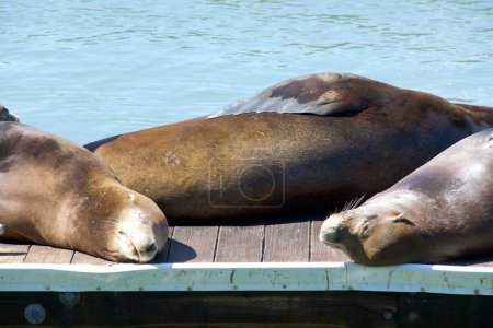 Photo for Sea Lions hauled out on wood walkway for boat docks. Rather than remain in the water, pinnipeds haul-out onto land or sea-ice for reasons such as reproduction and rest. - Royalty Free Image