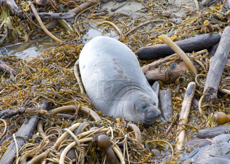 Photo for Close up on weaned elephant seal pup exploring dried kelp washed up on shore. Weaned pups spend a couple of months at the rookery developing swimming and diving skills before leaving on their own. - Royalty Free Image