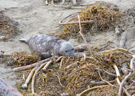 Photo for Close up on weaned elephant seal pup exploring dried kelp washed up on shore. Weaned pups spend a couple of months at the rookery developing swimming and diving skills before leaving on their own. - Royalty Free Image