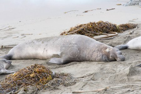 Photo for Young male elephant seal hauled out on the beach sleeping on the sand. - Royalty Free Image