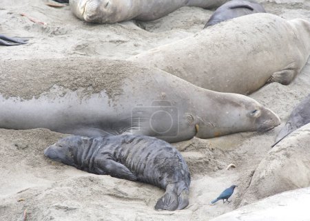 Foto de Acercamiento de mamá y bebé elefantes marinos transportados en una playa en el norte de California. Piedras Blancas Rookery. Cachorro tendido junto a madre en la playa de arena. - Imagen libre de derechos