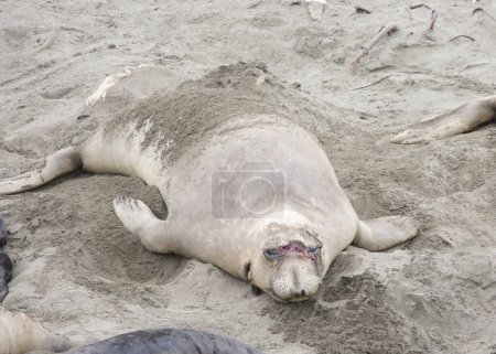 Foto de Primer plano de la foca elefante hembra arrastrada en una playa en el norte de California. Gran herida en la cara y herida abierta en el cuello, aparente mordedura de tiburón. - Imagen libre de derechos