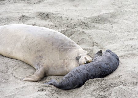 Foto de Acercamiento de mamá y bebé elefantes marinos transportados en una playa en el norte de California. Piedras Blancas Rookery. Mamá mirando al espectador con su cara apoyada en el bebé. - Imagen libre de derechos