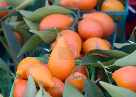 Close up on freshly picked kumquats with leaves, piled for sale at Farmer's Market.