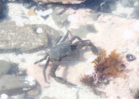 Un cangrejo Kelp en piscinas de marea poco profundas durante la marea baja, manchas de burbujas de espuma en la superficie.