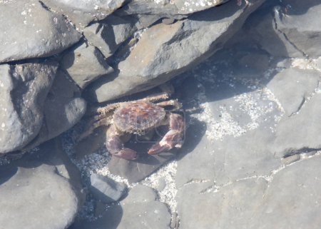 Un cangrejo de roca del Pacífico en una piscina de marea poco profunda durante la marea baja
