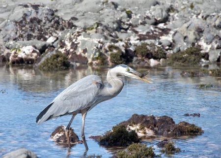 A Great Blue Heron standing in shallow coastal tide pool holding a fish in its beak