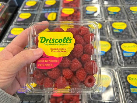 Photo for Alameda, CA - June 3, 2022: Female hand holding container of Driscoll's brand fresh raspberries with containers of the same plus blueberries behind. Summer fresh fruits. - Royalty Free Image