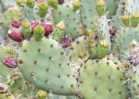 Nahaufnahme von Kaktusfrüchten auf den Kakteen. Die Früchte der Kaktusfeigen sind essbar, müssen aber sorgfältig geschält werden, um die kleinen Dornen auf der Außenhaut vor dem Verzehr zu entfernen..